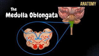 Medulla Oblongata Anatomy  External amp Internal White amp Grey matter  QUIZ [upl. by Eimot]