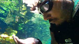 Cenote in Playa Del Carmen Raw video [upl. by Merideth]