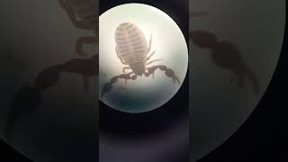 Who Is This Funny Creature Pseudoscorpion Arachnida It is 20 mm Size Under Microscope [upl. by Wagshul]