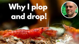 Why I Dont Drip Acclimate My Shrimp [upl. by Donelu971]