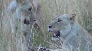 Lioness Kills  and She and Her 2 Sisters Eat  a Wildebeest [upl. by Hutchings]