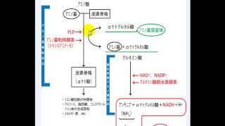 ＊動画授業（アミノ酸・たんぱく質の代謝）（10分27秒） [upl. by Eiahpets]