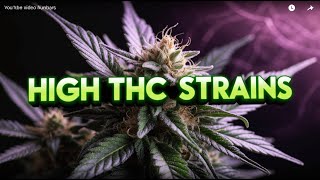 HIGH THC Cannabis Strains [upl. by Joette100]