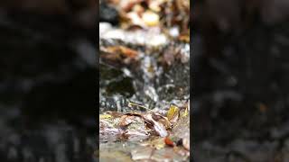 Fallen leaves  SONY a7CII  85mm F14 ZA  北アルプス 上高地 Kamikochi Japan Alps shorts autumnfoliage [upl. by Chic]