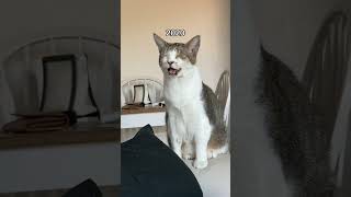 Evolution of Sven’s meow catlife catmeowing catmeow meowing talkingcat [upl. by Hacker]