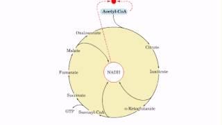 Regulation of citric acid cycle [upl. by Asilam]