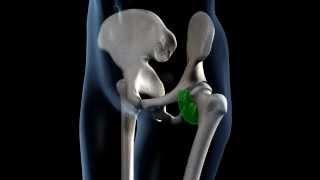 Hip Joint Range of Movement  3D Medical Animation  ABP © [upl. by Coral]