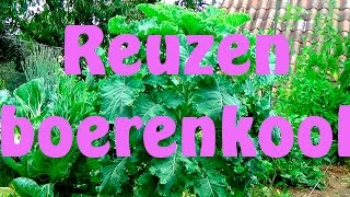 Boerenkool reuzen boerenkool [upl. by Ellekim]