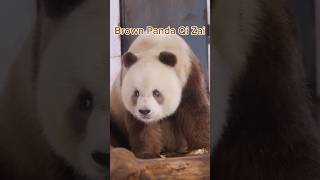 Brown panda Qi Zai rolling eyes so funny [upl. by Rodoeht153]