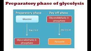 Glycolysis Preparatory Phase [upl. by Mckale278]