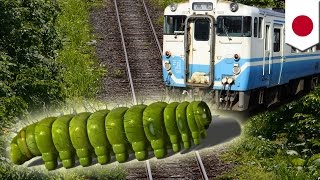 Delays Train stopped by herd of unruly caterpillars trying to get to the other side  TomoNews [upl. by Scales]