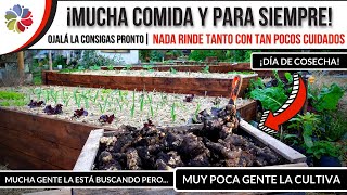 🌱 ¡COMIDA GRATIS para TODA TU VIDA  ¡NUNCA la ARRANQUES Esta planta ROMPE TODOS los RECORDS 🏆🏆🏆 [upl. by Nnyltiak]