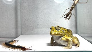 Bad frog  Pacman frog  African bullfrog【LIVE FEEDING】 [upl. by Taran]