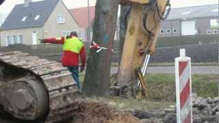 bomen aan de Vaartweg [upl. by Feodora]