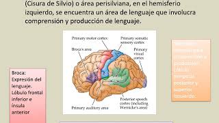 FUNCIONES CEREBRALES SUPERIORES [upl. by Elvie]