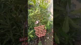 Macadamia Grafted Plant Rajamundry AP lots by train percel Today Ready  9637804575freefire [upl. by Anitsyrk]