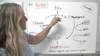 Light independent reactions of photosynthesis  advanced [upl. by Solberg855]