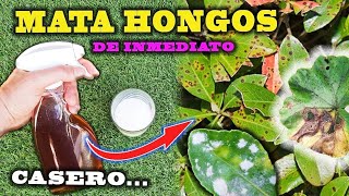 SOLUCIÓN DEFINITIVA a los HONGOS con este FUNGICIDA CASERO para plantas [upl. by Peednama]