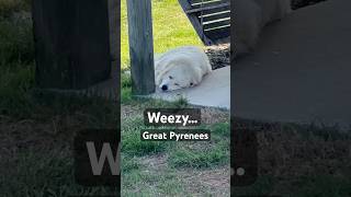 Livestock guardian dogs pick the craziest spots to lay down for nap time pyrenees [upl. by Monagan]