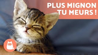 Vidéos de CHATONS 😻 Mignons drôles rigolos et adorables [upl. by Melvina]