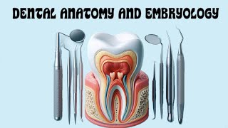 Maxillary Molars  Part 3 [upl. by Salazar]