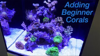 How to Setup a Reef Tank  Part 4 Hardy Beginner Corals and where to Place Them [upl. by Iaw247]