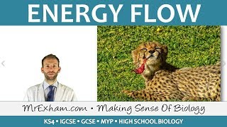 Ecology  Energy Flow  GCSE Biology 91 [upl. by Waller915]