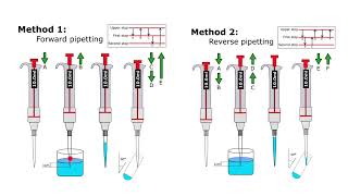 Forward Pipetting vs Reverse Pipetting [upl. by Salamanca337]