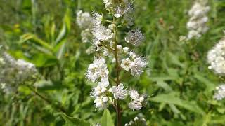 Meadowsweet [upl. by Rea]