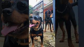 Alpha Rottweiler  barking sound angrypuppy dog viral rottweiler cutepet angry cutepuppy [upl. by Kcinemod574]