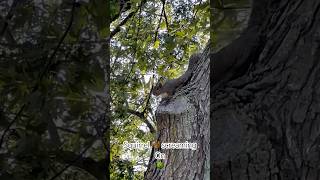 Squirrel screaming on the tree  so cute [upl. by Gredel]