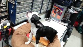 Boston Terrier singing [upl. by Amihc]