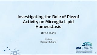 Investigating the Role of Piezo1 Activity in Microglia Lipid Homeostasis [upl. by Adniram318]