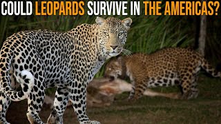 Could Leopards Survive in The American Wilderness [upl. by Epotimet]