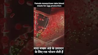 malariafemale anopheles mosquito viral trending shorts bhagatsir [upl. by Prescott]