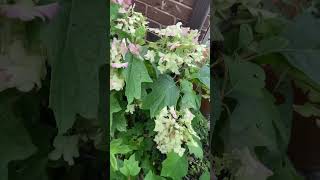 Pink Oakleaf Hydrangea [upl. by Gaughan936]