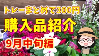 20個で300円〇PWブッドレア〇涼し気カラーリーフ〇アンゲロニア更新〇ニチニチソウサマーミント〇パグスター〇多花性キキョウ〇見切り品で和風寄せ植え〇ペルシカリア〇シジムラサキ〇ジュズサンゴ [upl. by Maison]