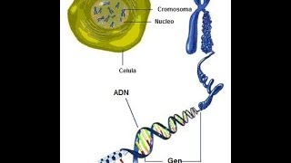 Los Cromosomas Aprende Facil [upl. by Anear]