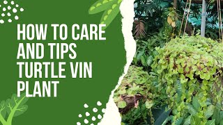 How to care turtle vine plant and propagation [upl. by Hervey]