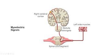 Introduction to Electromyography EMG [upl. by Radu]