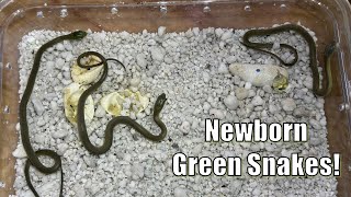 WE HAVE BABY SNAKES [upl. by Neerod]