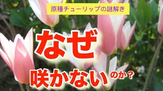 【原種チューリップ】の葉っぱばかり問題ー咲かない原因と解決策を解説！ [upl. by Wandy269]