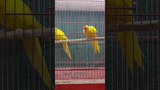 Kakariki parrot available with dna delivery possible all over India by train 🚂🚂 call 7003705166 [upl. by Eillime4]