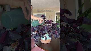 How I care for my oxalis triangularis oxalistriangularis plantcare [upl. by Atteuqehs]