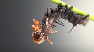 Imperial Moth caterpillar molting from 3rd to 4th instar Eacles imperialis [upl. by Clement821]