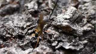 Ichneumon Wasp Laying Egg in Cherry Tree オナガヒメバチの一種♀が桜の幹に産卵 [upl. by Ximenez]