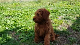 Mini Labradoodle [upl. by Aihcela982]