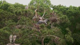 Durham Heron Rookery [upl. by Halpern501]