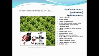 Pyrethrum aureum parthenium pyrèthre mousse plante annuelle [upl. by Ahsiekit]