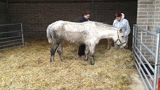 Disturbing case of dumped mares and foals shows reality of horse crisis in UK [upl. by Aniuqaoj991]